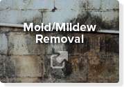 Mold Mildew Removal 